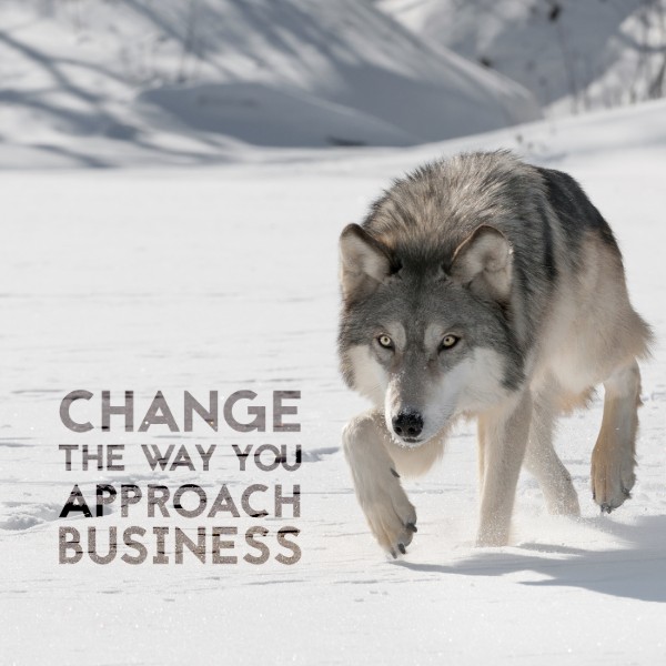 Lone Wolf Business Concierge offers Operations Development for Startups