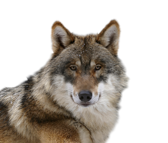 Lone Wolf Business Concierge for Startup Branding and Concepting