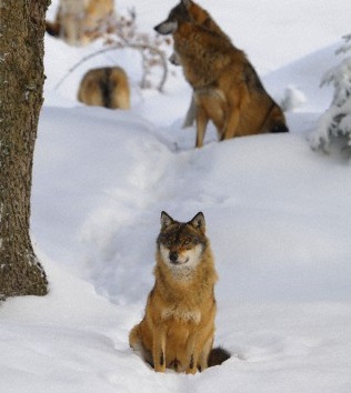 Lone Wolf Business Concierge business processes content