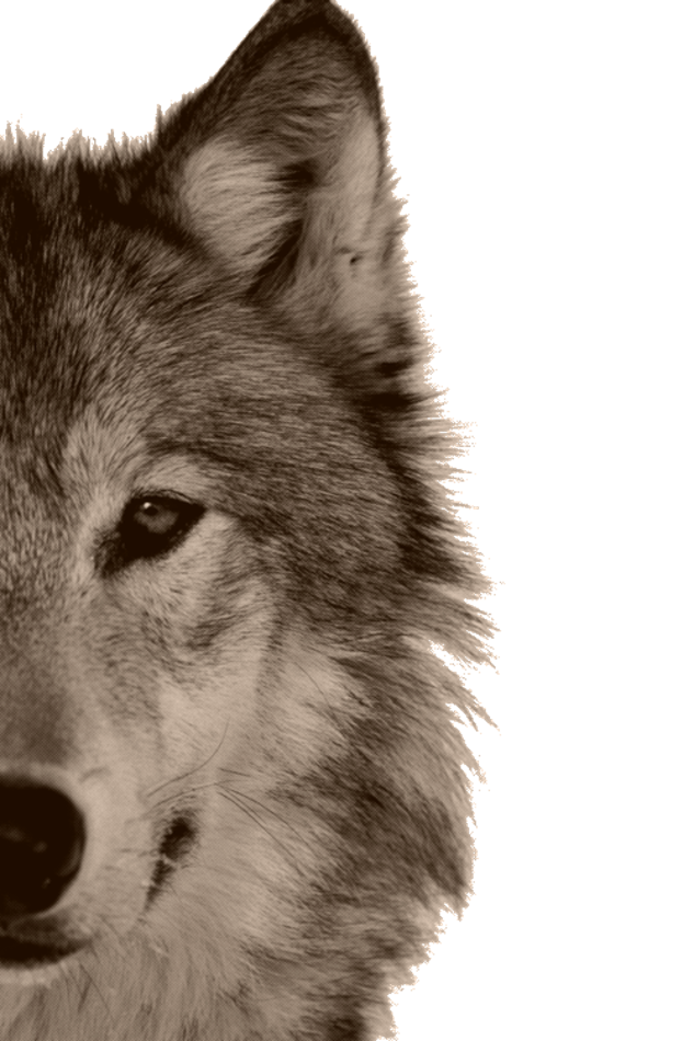 Lone Wolf Business Concierge Services
