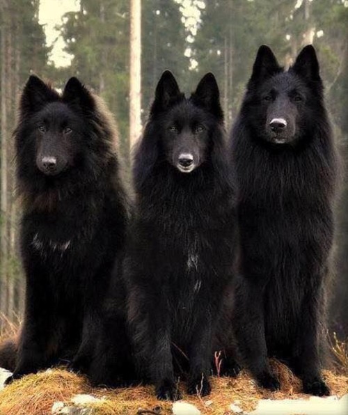 Lone Wolf Business Concierge B2B Lead Generation experts