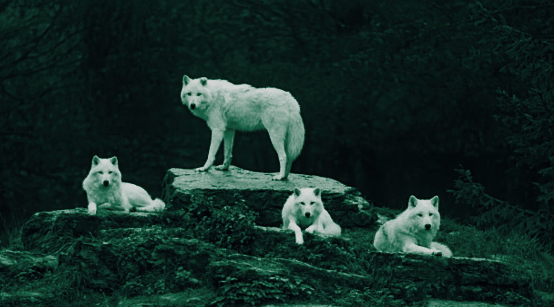 Lone Wolf Business Concierge - Creative Branding Agency